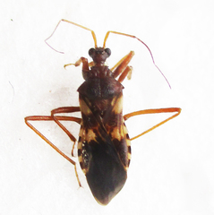 Neotrichedocla