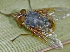 Calliphora hilli