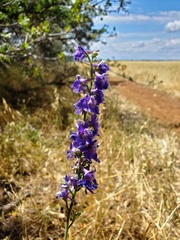 Delphinium hansenii