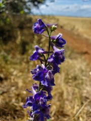 Delphinium hansenii