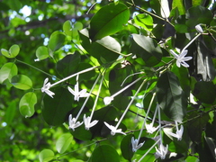 Posoqueria latifolia