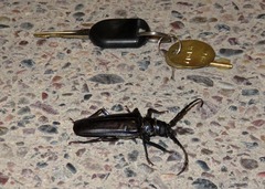 Derobrachus geminatus