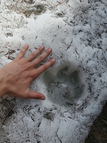 Gray Wolf photographed in Montana