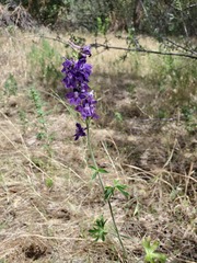 Delphinium hansenii