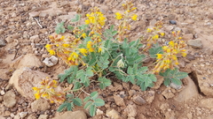 Hoffmannseggia repens