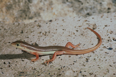 Eumeces schneiderii princeps