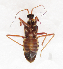 Neotrichedocla