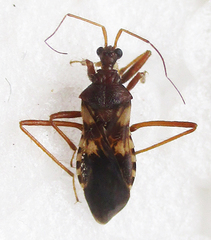 Neotrichedocla