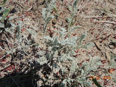 Artemisia nitrosa