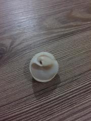 Polinices bifasciatus