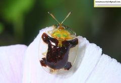 Aspidimorpha furcata