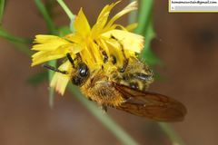 Megacampsomeris prismatica