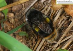 Bombus ganjsuensis