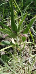 Tradescantia tharpii
