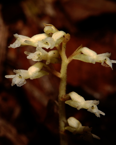 Degranvillea