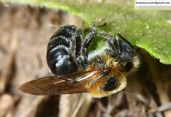 Hoplitis beijingensis