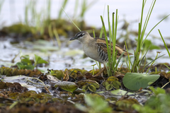 Hapalocrex flaviventer