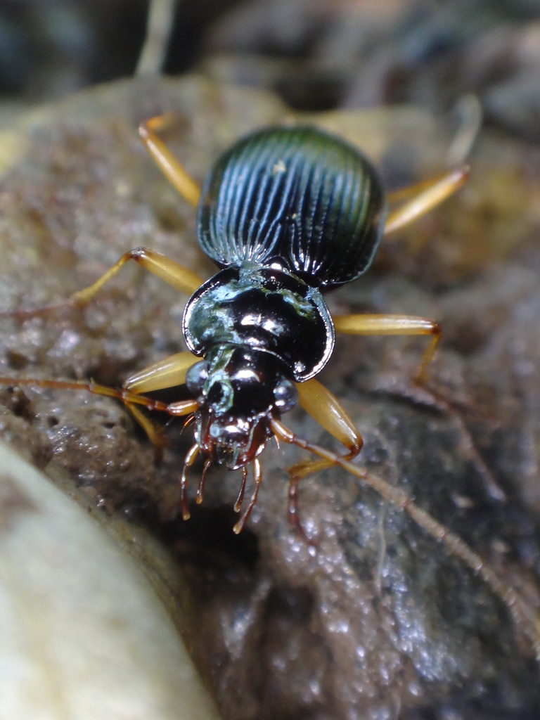 Pale-legged Gazelle Beetle