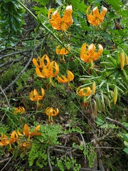 Lilium humboldtii humboldtii