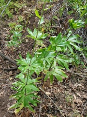 Lilium humboldtii humboldtii