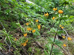 Lilium humboldtii humboldtii