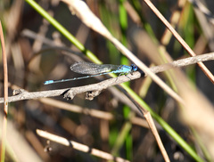Pseudagrion cingillum