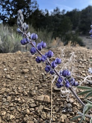 Lupinus argenteus palmeri