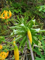 Lilium humboldtii humboldtii