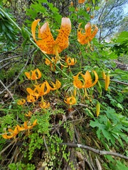 Lilium humboldtii humboldtii
