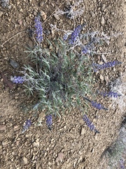 Lupinus argenteus palmeri