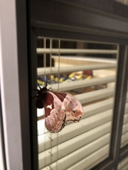 Callosamia promethea