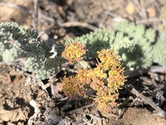 Lomatium foeniculaceum
