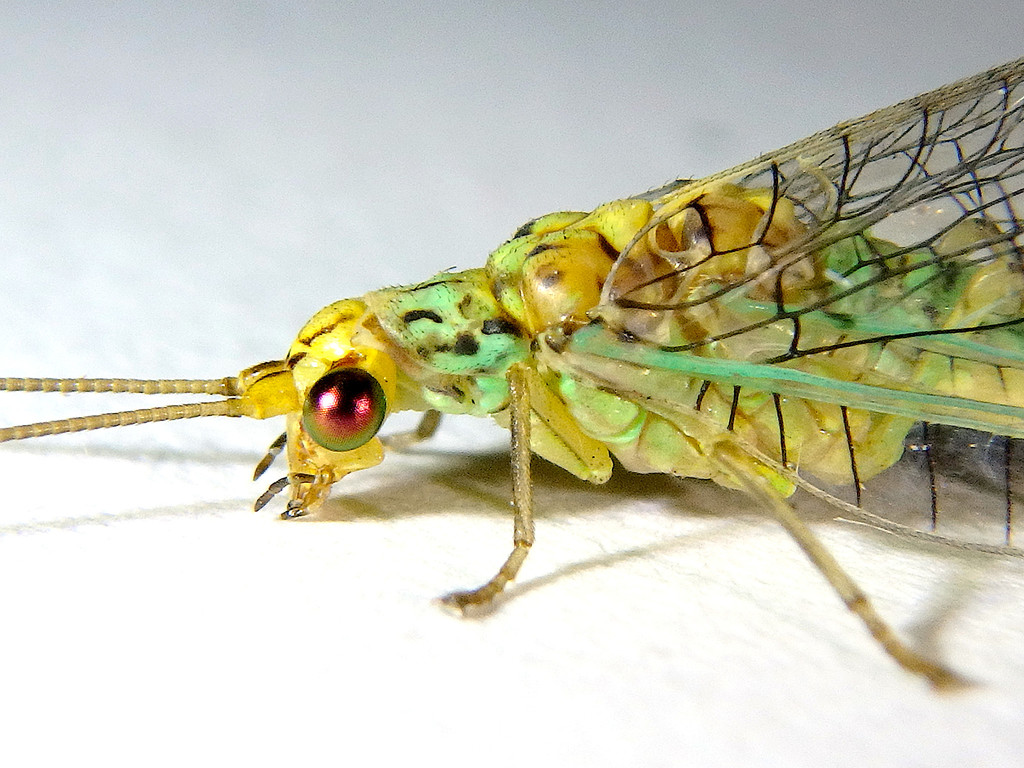 Dictyochrysa peterseni
