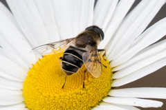 Eristalis obscura