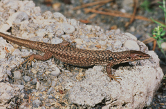 Unisexual Lizard photo 2