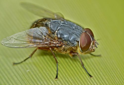 Brown Blowfly photo 5