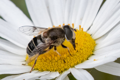 Eristalis obscura