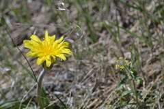 Nothocalais cuspidata