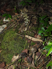 Cyclopogon olivaceus