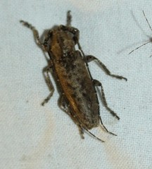Ataxia crypta