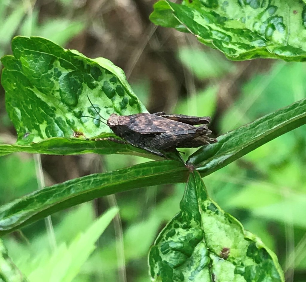 Tettigidea from Along Escatawpa River headwaters, Cow Hill Rd ...