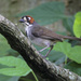 Cabanis's Ground-Sparrow - Photo (c) Steven Easley, some rights reserved (CC BY-NC), uploaded by Steven Easley