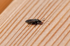 Trapezonotus arenarius