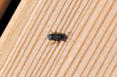 Trapezonotus arenarius