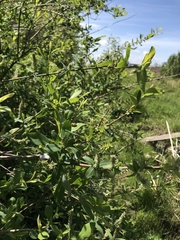 Salix kochiana