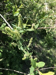 Salix kochiana