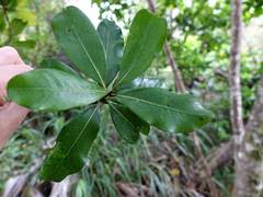 Planchonella costata