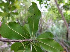 Planchonella costata
