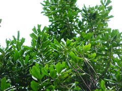 Planchonella costata