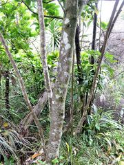 Planchonella costata